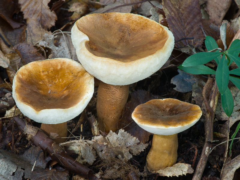 Gyroporus castaneus